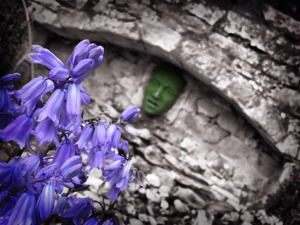 leftcheats's tweet photo. #Bluebells and #SpringFace :) - very nice :) http://t.co/VCBpVfT5gk