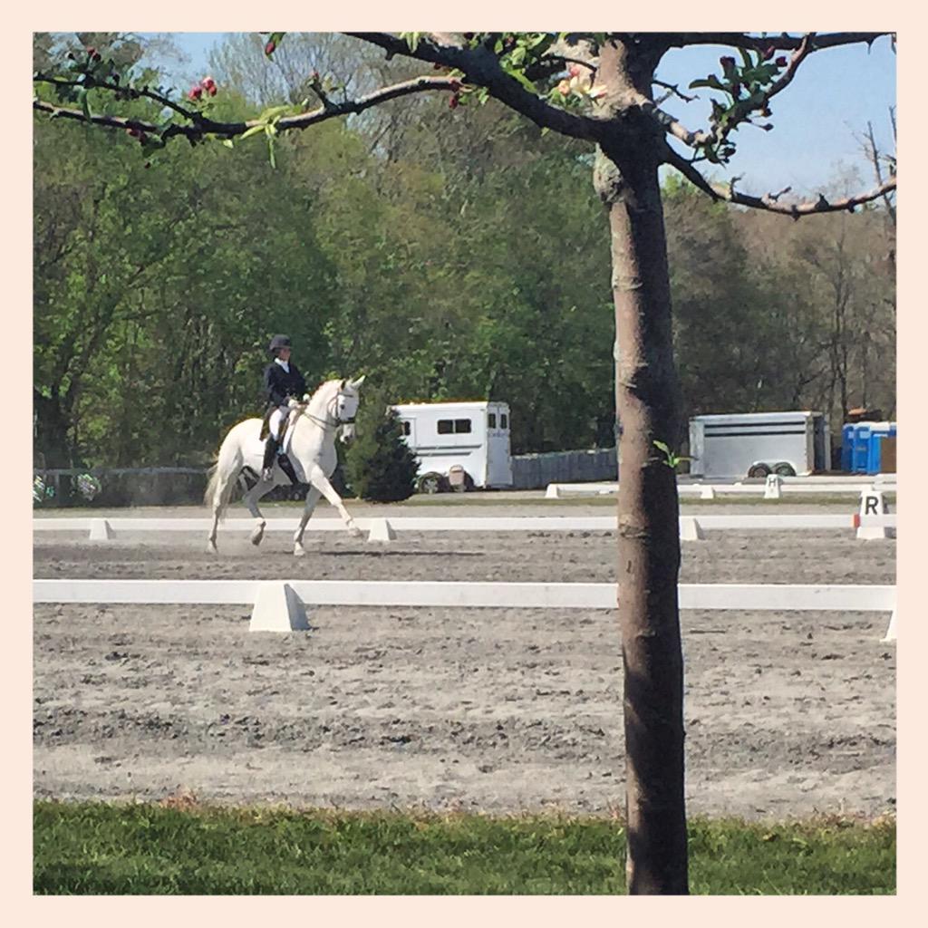 NEDAPress's tweet photo. Picture perfect day at #NEDASpring ππΌ #NEDADressage #Dressage #horseshow http://t.co/HDg9UUtE2n