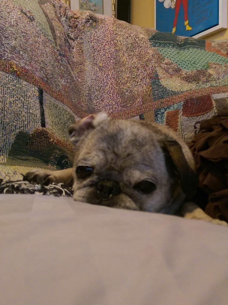 ShannonSniffin's tweet photo. I whip my ears back and forth #PugLife http://t.co/ilGYAv89uz