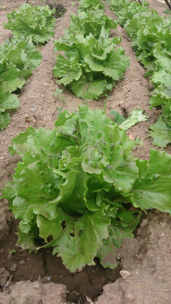 QueUsBombinATots tweet media