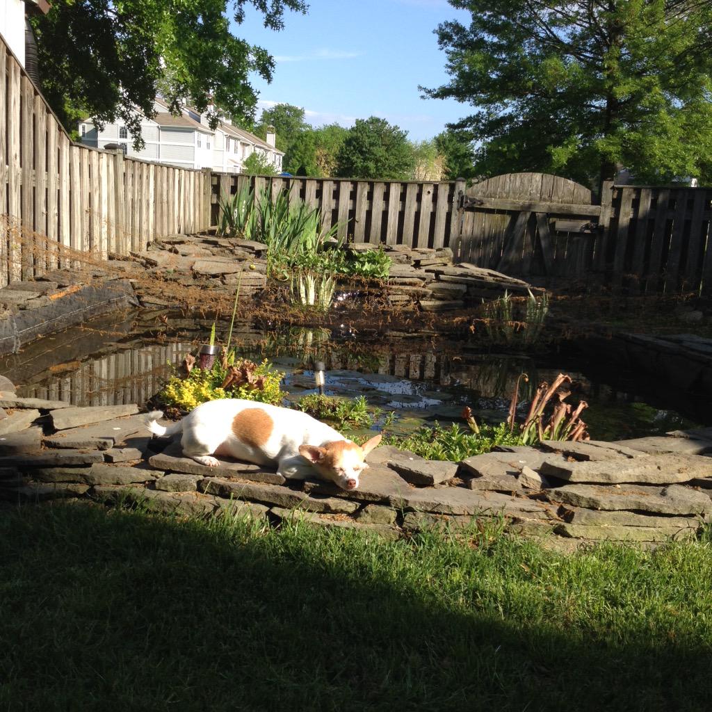 squirrely_BG's tweet photo. Chacha is so happy the warm weather is back! http://t.co/6Gayucjwje