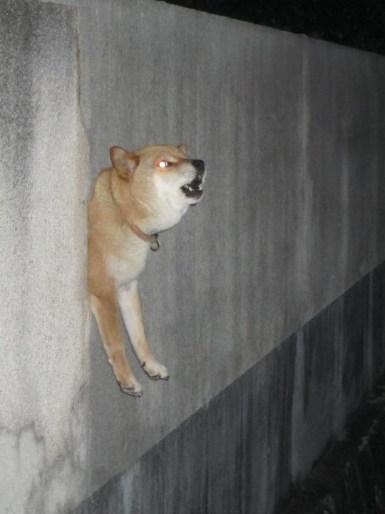 RBLXConfess's tweet photo. WHAT THE FUCK HAPPENED TO MY DOG http://t.co/3kRQKoXIgd