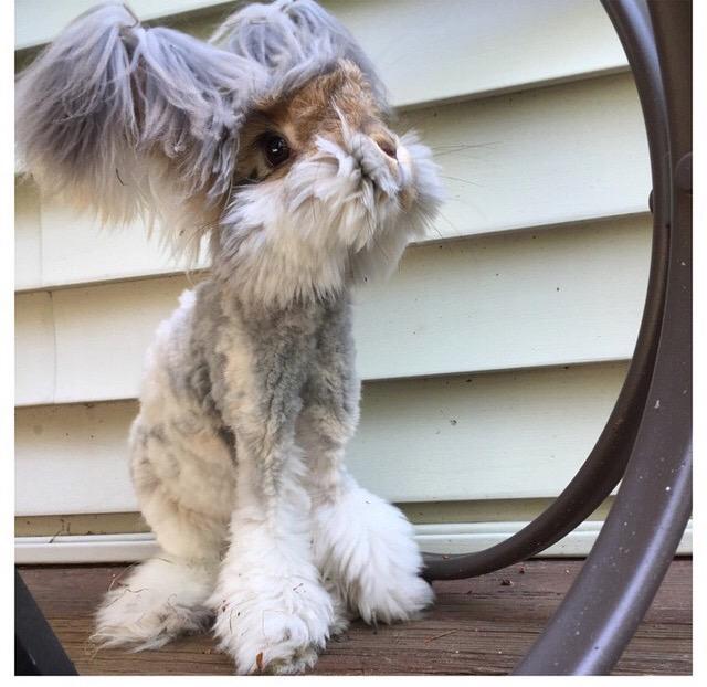 maisie_stanford's tweet photo. #rabbitgoals 😍 http://t.co/ymSQwaCfGj