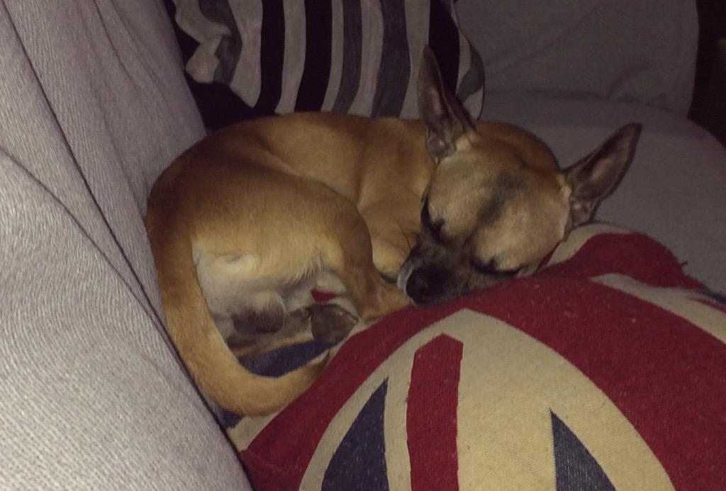 Enamórense!! 🐶❤️
