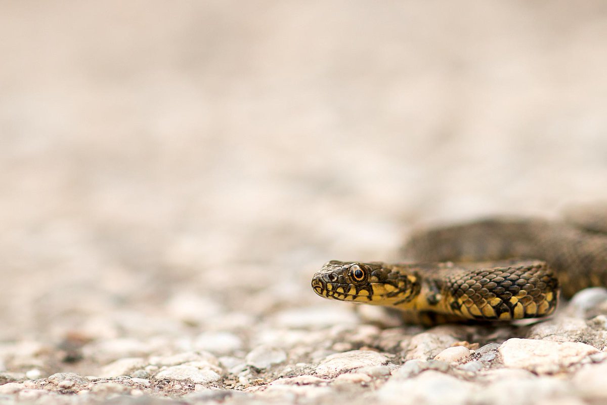 SugerSVT's tweet photo. Le petit serpent mignon vu pendant le stage #géolTEV est une Couleuvre Vipérine https://t.co/Qu7yfVY9eH http://t.co/ogURxDxFGB