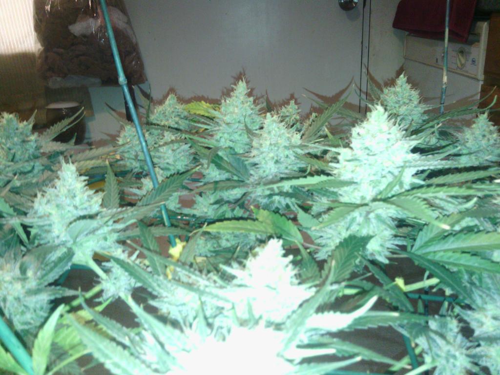 tmthsmth's tweet photo. @PornMarijuana Super Lemon Haze http://t.co/ZHS4siMe8b