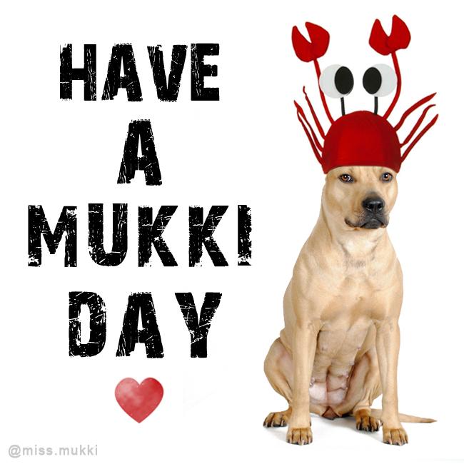 missmukki's tweet photo. #dogsoftwitter #dogsunday #missmukki #mukkiday http://t.co/wDU1jETZxY