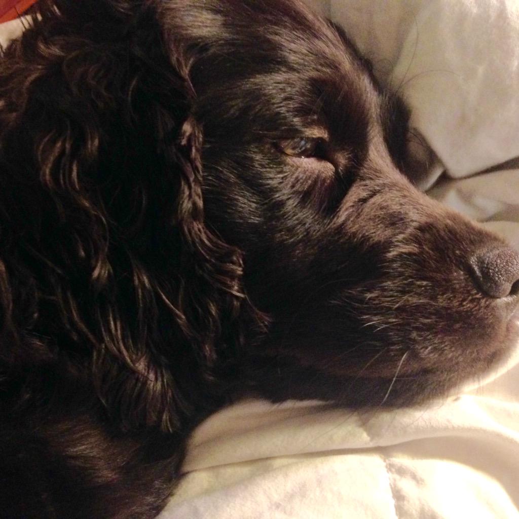 moore_mackie's tweet photo. Love my #BoykinSpaniel "FLIRT!" #SCstateDog http://t.co/cQ8Pp8RnUv