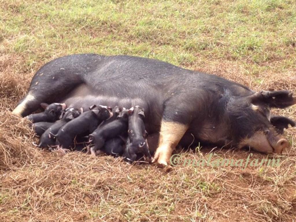 MalamaFarm's tweet photo. #HappyMothersDay motherhood= instinctual, blissful love and devotion http://t.co/4UcDZJ8q6n