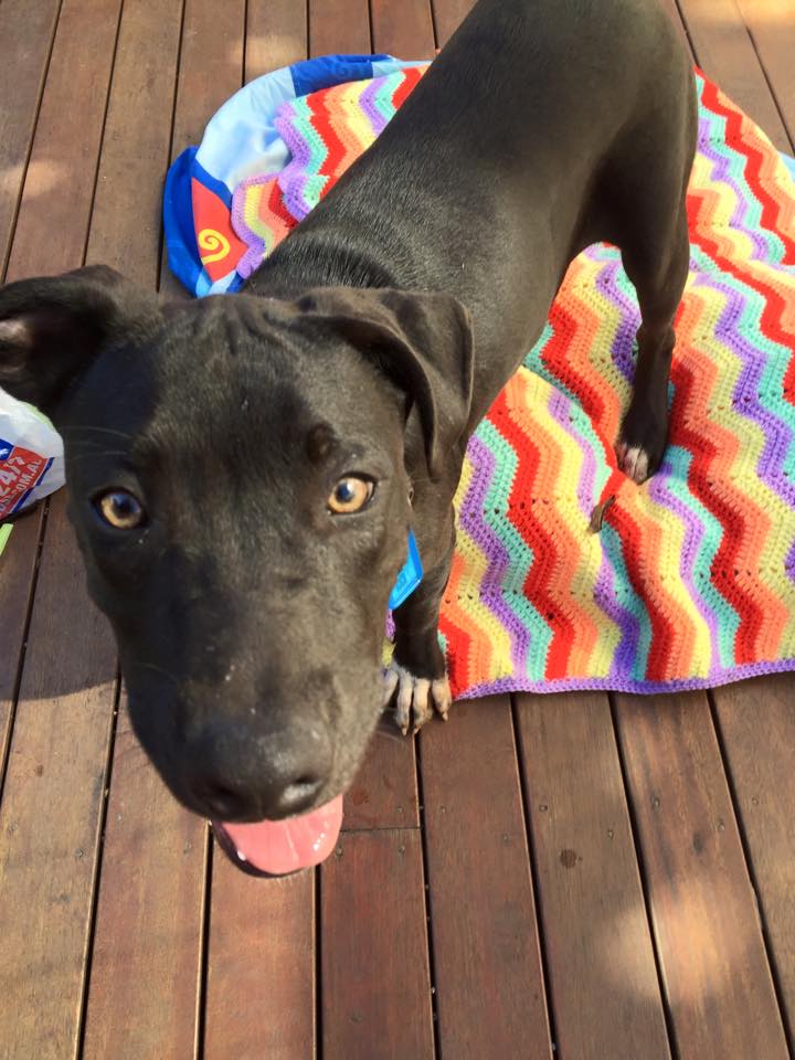 BFRescue's tweet photo. Welcome very cute Bobby
4 month #staffy x #kelpe good w/dogs kids cats
email linnyozz@aol
#adopt #australia #bfr http://t.co/hTGGZfbV3s