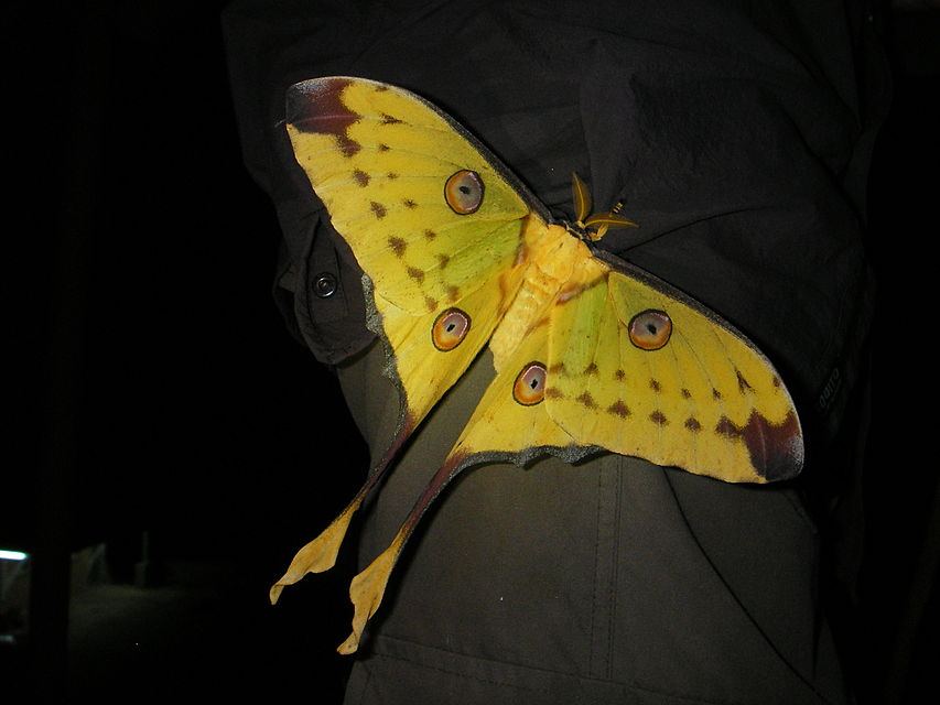 Csile13's tweet photo. Voici le joli #argema #mittrei de #madagascar : #papillon #comète : un papillon majestueux. ..#nature #naturelovers http://t.co/TJw4PynKtI