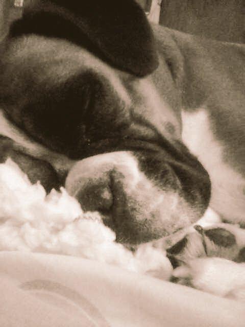 BoxerNews's tweet photo. #BoxerBreed http://t.co/xxFumb9BE9 #BoxerDog
#BOXER #BoxerLove #Boxers #AKC #Dogs #ILoveMyBoxer #BoxerLover #DogShow http://t.co/5vJt7rEEnQ