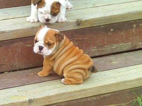 best_animalpics's tweet photo. Wrinkles! http://t.co/tj4pwNLarB