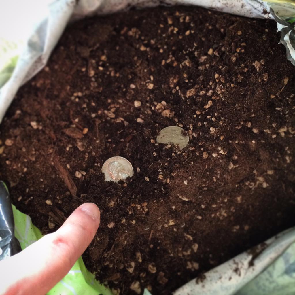 pennyprowler's tweet photo. Dug deep down into my #prowl, and this sack of dirt, and came out with #TWOQUARTERS! Biggest #prowl yet! Total $7.36 http://t.co/ubdV7U3gSl