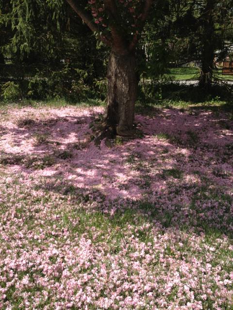 anothergunblog's tweet photo. Spring is here http://t.co/LCzlwviPc0