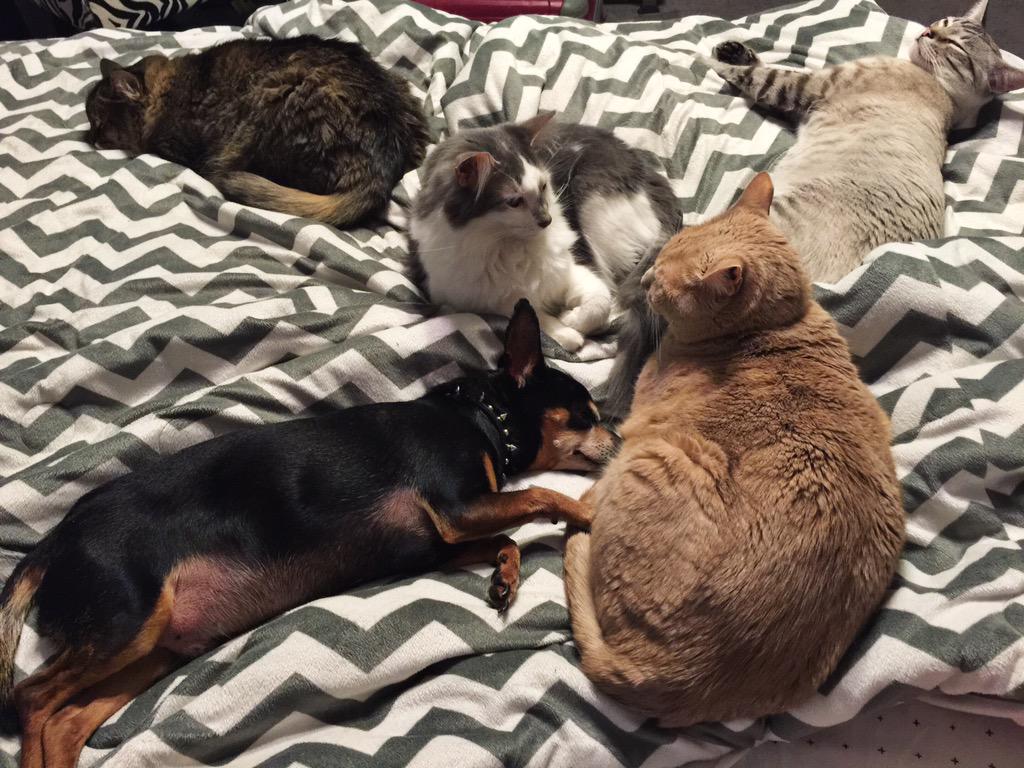 NYsparklergirl's tweet photo. One of these is not like the others. #PrincessRachel #Søren #Rumpleteazer #TimothyRobbins #BeauMan #Goodnight http://t.co/TwZEK6wpIv