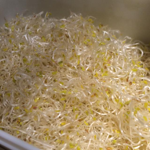 梅ヶ丘 Gillia Cafe 二つ目の野菜は アルファルファ です Bカロチン ビタミンb C E K Dが含まれ 花粉症 ぜんそく 便秘 貧血へ効果があり コレステロールを下げる効果もあるそうです ぜひお試しください アルファルファ 野菜 サラダバー