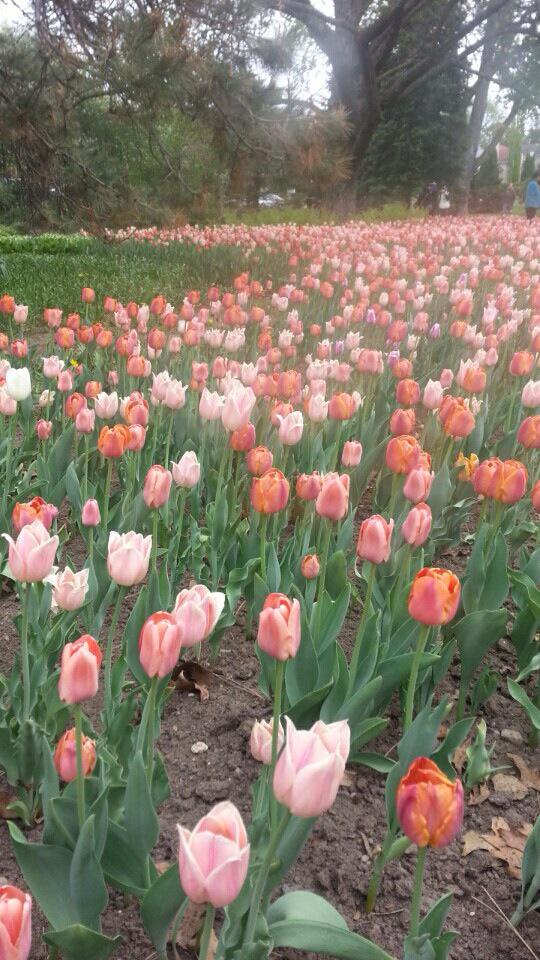 sy3211's tweet photo. #OttawaTulipFestival will be better next weekend. http://t.co/jhulDBkSkU