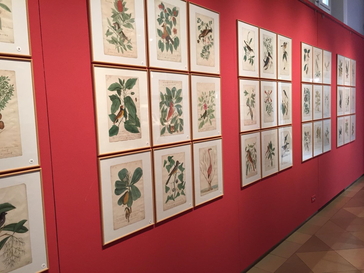 dorotheum's tweet photo. The Collection Dr. Ernst Moriz #Kronfeld on preview at Dorotheum. http://t.co/xS03LvbuiI #collection #auction #birds http://t.co/Hp2UKLCtlX