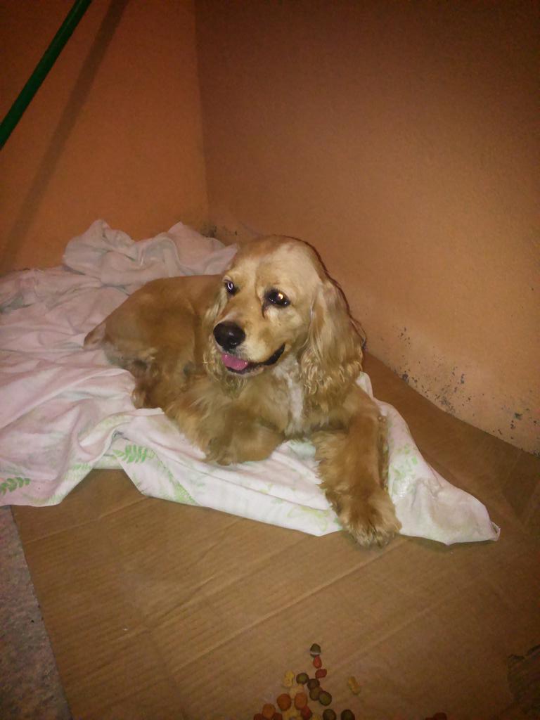 perdidosmty's tweet photo. @fundacionluca Se busca hogar para ste perrito raza #cocker color miel,bien portado y obediente,tiene la cola cortada http://t.co/3JOv9cBlz4