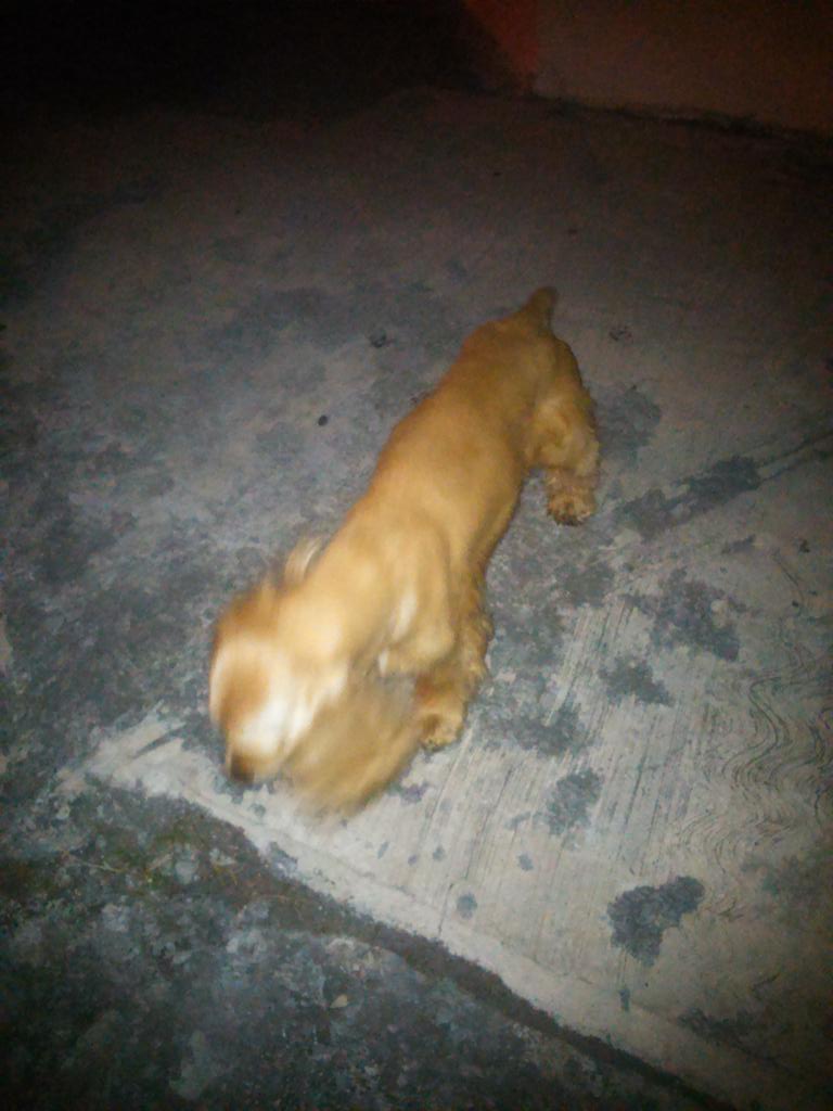 perdidosmty's tweet photo. @fundacionluca Se busca hogar para ste perrito raza #cocker color miel,bien portado y obediente,tiene la cola cortada http://t.co/3JOv9cBlz4
