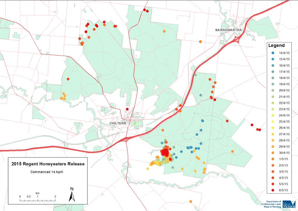 hihinews's tweet photo. Where r they? Following reintroduced regent honeyeaters 28 days postrelease @gemltaylor @ZSLScience @London_NERC_DTP http://t.co/AoC0uN9t92