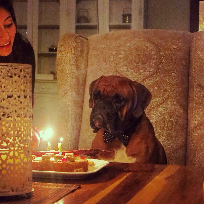 Zeus_DOD's tweet photo. Happy birthday to me! I turned 2 🎊💕 Thanks to my gran @VivahTrousseaux for the delicious peanut butter/ostrich cake 😍 http://t.co/4oPfIL3wei