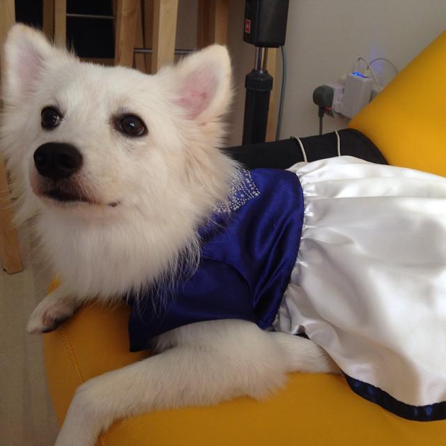obliviousbunny's tweet photo. Pixie says thank u to @lavena_xu jiejie for bring the dress back from bkk! #Pixiethejs #nofilter #newdress #dressed… http://t.co/m1NnDXosS4