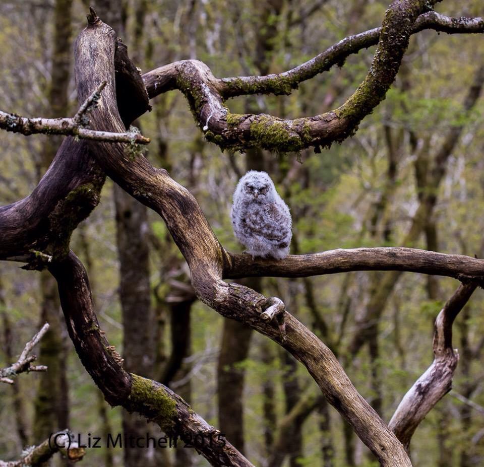 Very lucky to see gorgeous #wildlife #Tawny #Owlet walking in #exmoor ancient woods yesterday. <a href="/Exmoor4all/">Exmoor4all</a> <a href="/ExmoorNP/">Exmoor National Park</a>