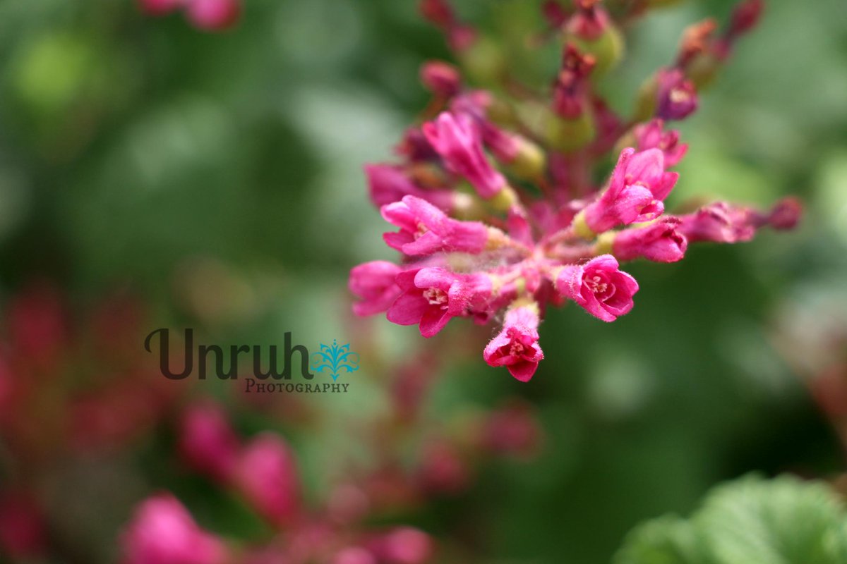 UnruhPhotos's tweet photo. http://t.co/1kYtEg8QxF