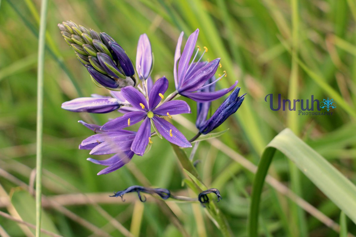 UnruhPhotos's tweet photo. http://t.co/1kYtEg8QxF