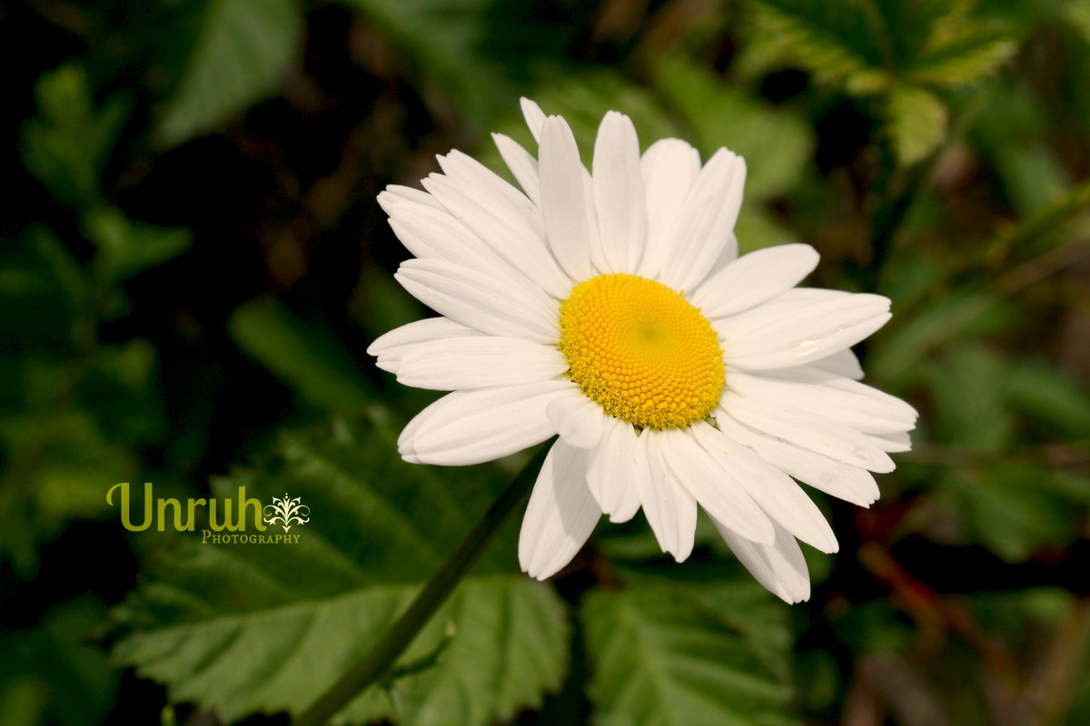 UnruhPhotos's tweet photo. http://t.co/1kYtEg8QxF
