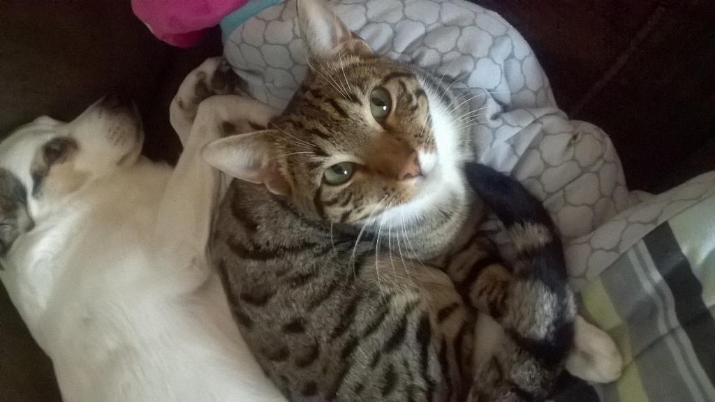 Mancgal's tweet photo. Aww toast the snow bengal cross loves cooper the dog 😊  #Bengal #snowbengal #cutecats #cutedogs http://t.co/ZPAipmFs2R