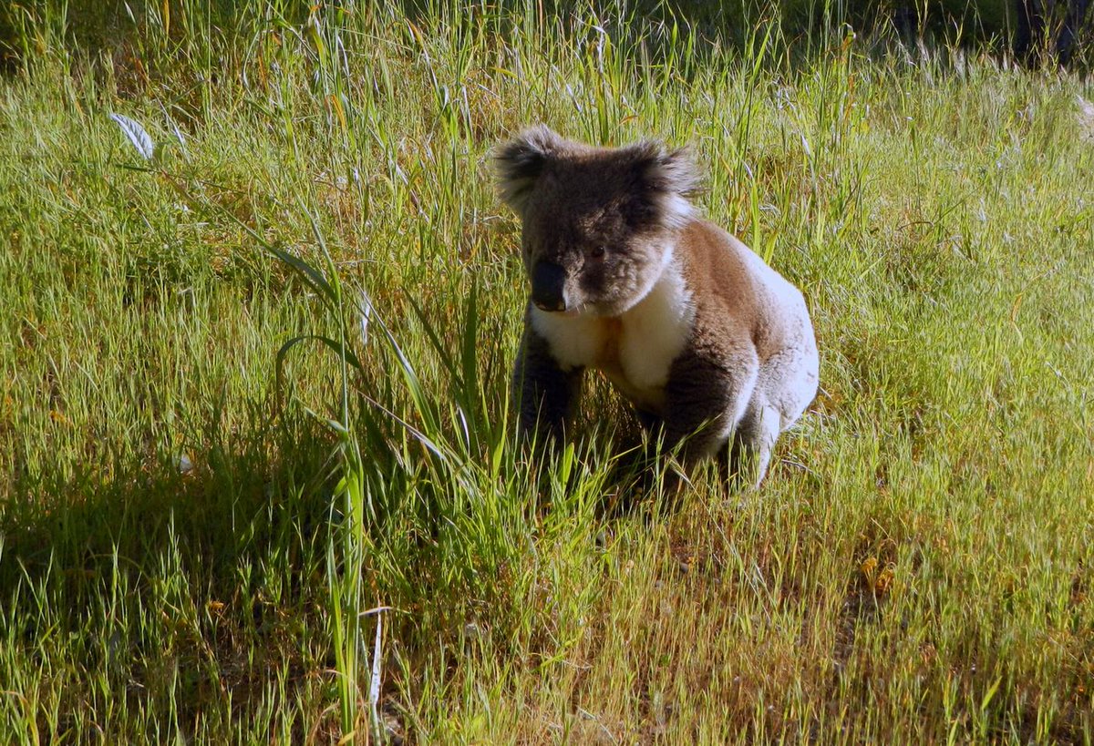 Trailburning's tweet photo. A real wildlife trail - Yurrebilla Trail Ultra 27th of September #yurrebilla #trailburning http://t.co/FlICnA3l5r http://t.co/qEsy8gwrH6