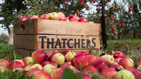 WeAcceptPets's tweet photo. It's #SomersetDay!! #OooArr #Somerset @VisitSomerset #WestCountry #Farmers #Cider #Cows @thatchers_cider #Countryside http://t.co/KqtqtGlaYY
