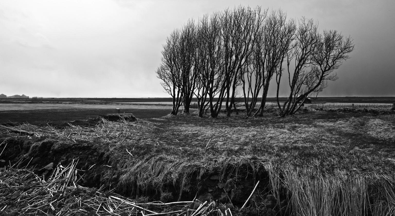 Nikos Aliagas L Arbre Devient Solide Sous Le Vent Seneque Iceland Islande Http T Co Iixvf8zbzy Twitter