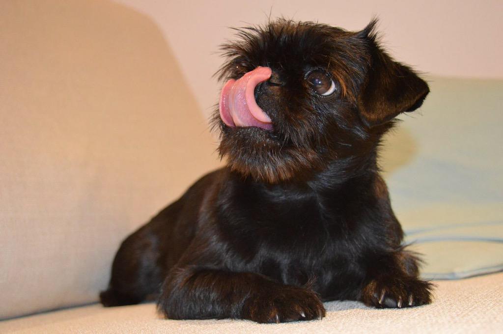 nom_foods's tweet photo. Tiggy, do you fancy a Monday morning nom bar? #lipsmackinglygood #nomdog #tiggy http://t.co/wxaPTHeyT3