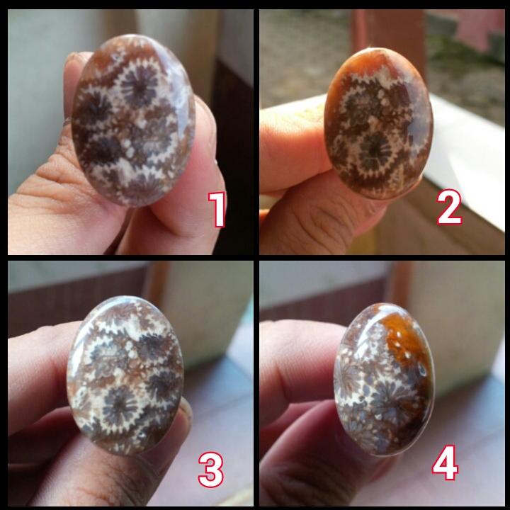 akik_MLG's tweet photo. Teratai hitam Bengkulu. Langka. Minat?  @infomalangraya @infomalang @infobatu @MalangKab :) http://t.co/uhUws34F3R