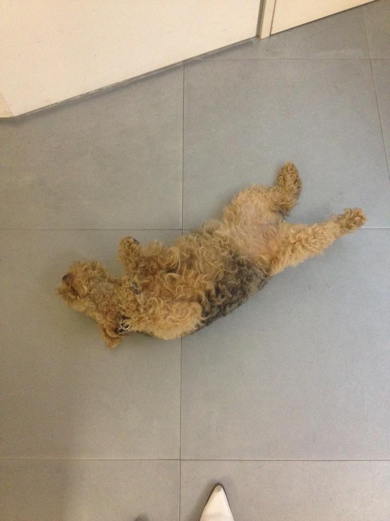 #mondays #itsadogslife #renaissanceworks