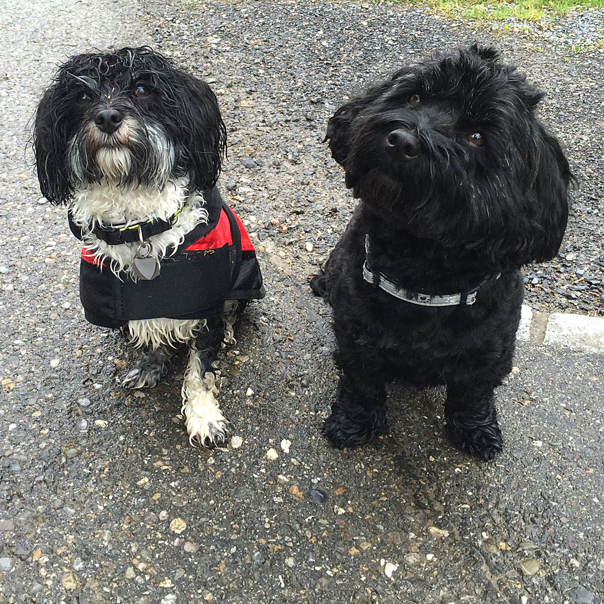 Havaneser Dream-Team Krümel und Elton