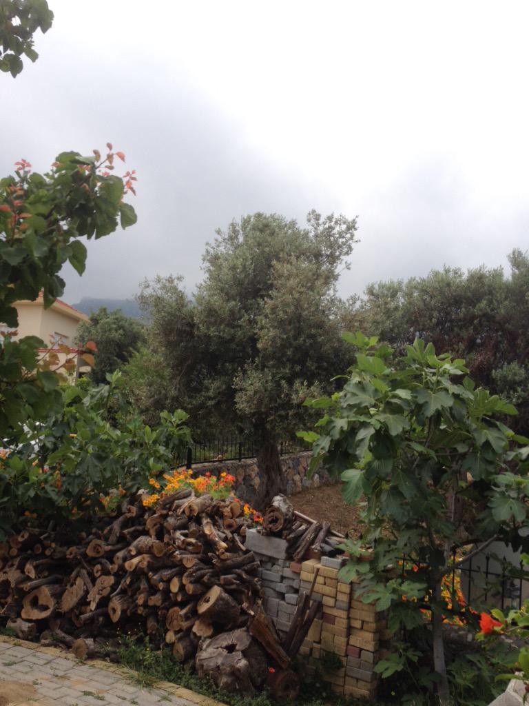 TulinBerova's tweet photo. Yağmur hafiften çiseliyor inşallah yağar bahçeler,ağaçlar sulanır. #Zeytinlik #Templos #Girne http://t.co/WV4a4Jut6i
