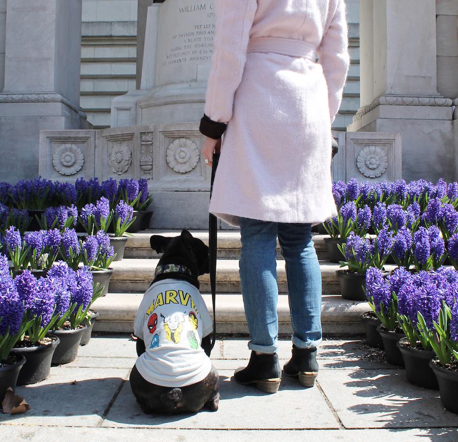 Marvel's tweet image. (Iron) Man’s best friend loves #Avengers #AgeOfUltron as much as you do! #FindMeAtPetsmart bit.ly/1JBBGcP