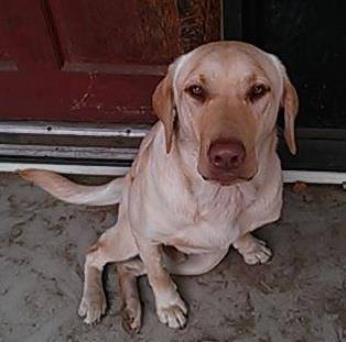 PetFundr tweet media