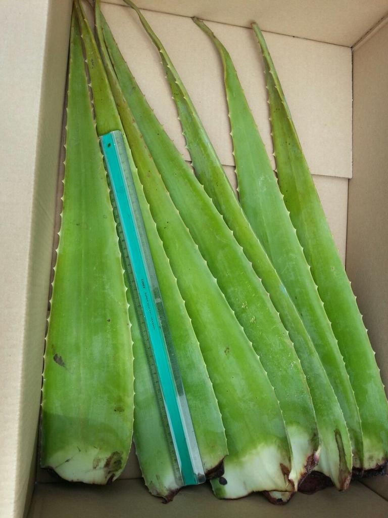 Samples fresh leaves arrived in The Netherlands. Aloe Vera fresh product to use in blender. 50cm 600gr #greensmoothie