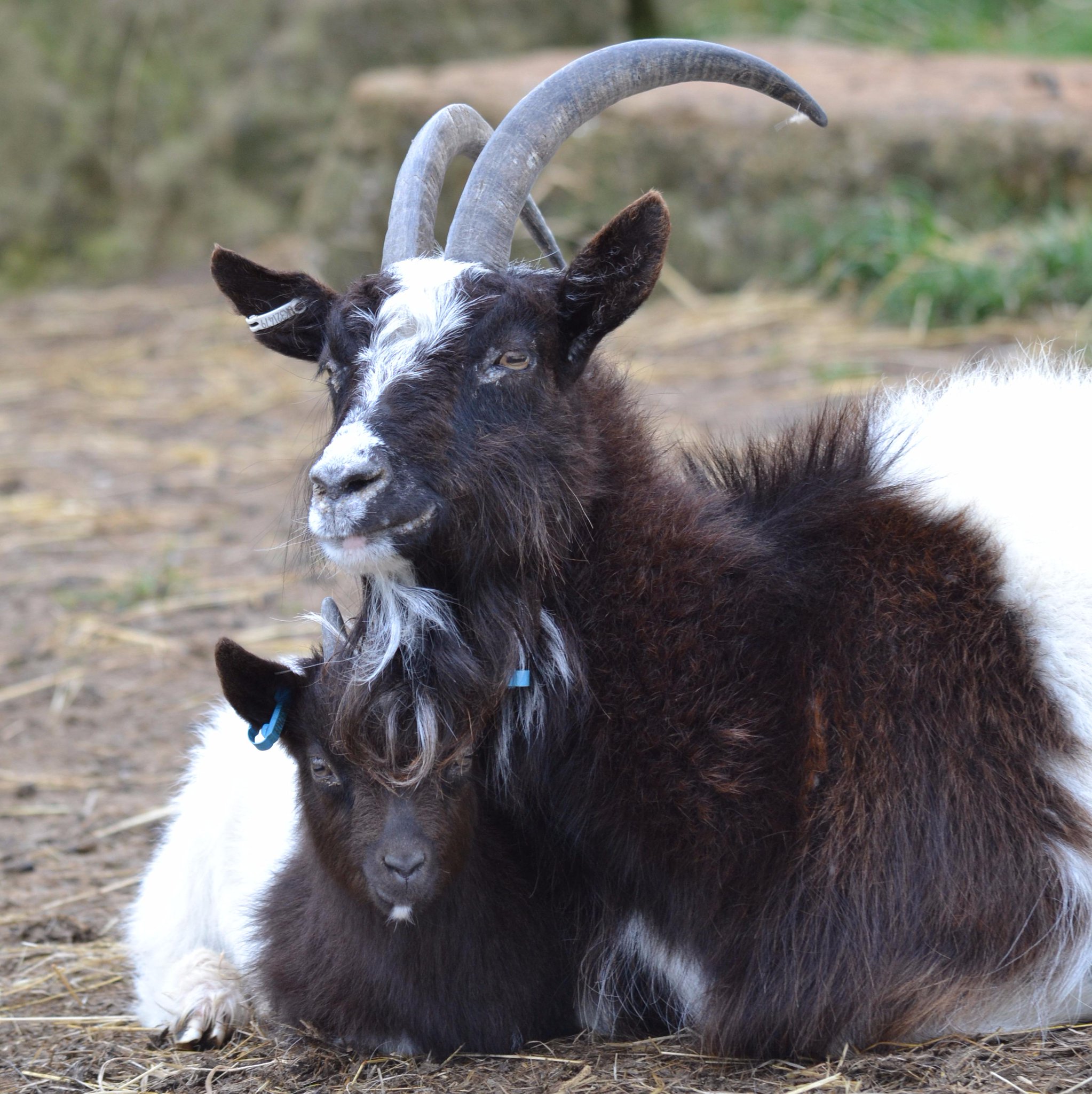 Cotswold Farm Park (CotswoldFarmPrk) Twitter