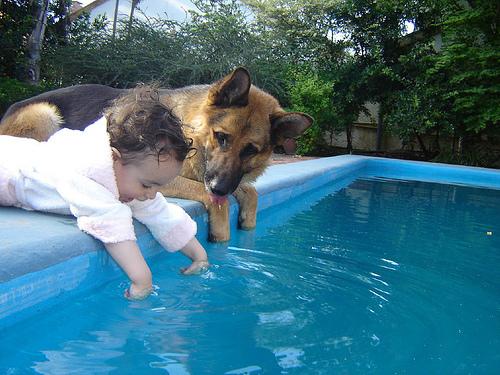 Did you know you can get a baby #pool  made specifically for #dogs? dogpools.com Have more fun this summer!