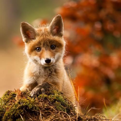 action_earth's tweet photo. If you've still to sign, please sign and share! #KeepTheBan https://t.co/SRegWLYSy2 http://t.co/09U7nLt9Wq