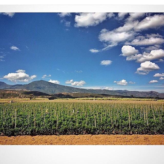 ThisIsVenezuela's tweet photo. ¡Feliz lunes! >>> Foto de @adamato02 "Sembradío de pimentones. Carora, Edo. Lara, Venezuela." #ThisIsVenezuela http://t.co/N8bBHymjSY