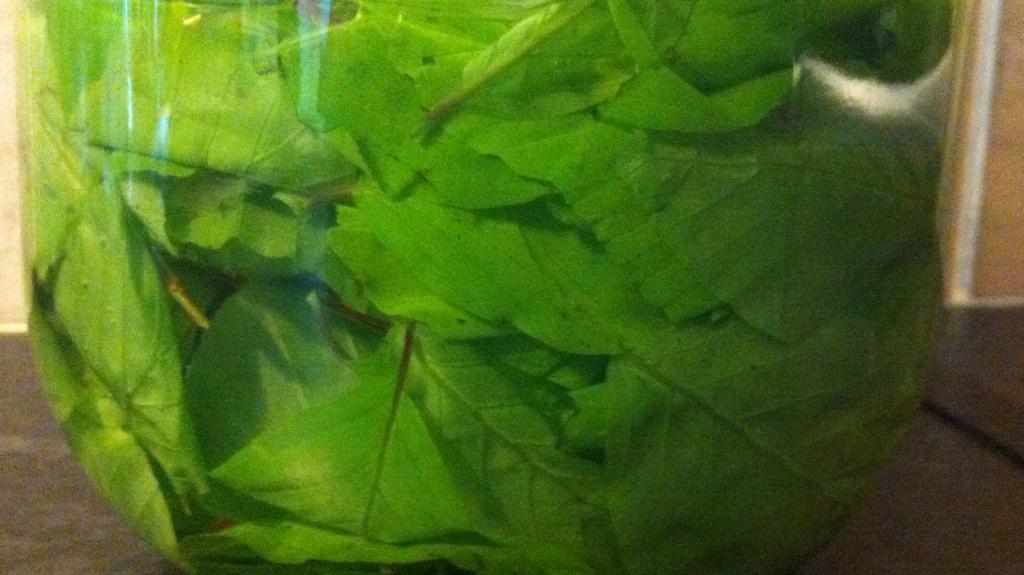 Beech leaf noyau in the making.. #wildbooze #forage