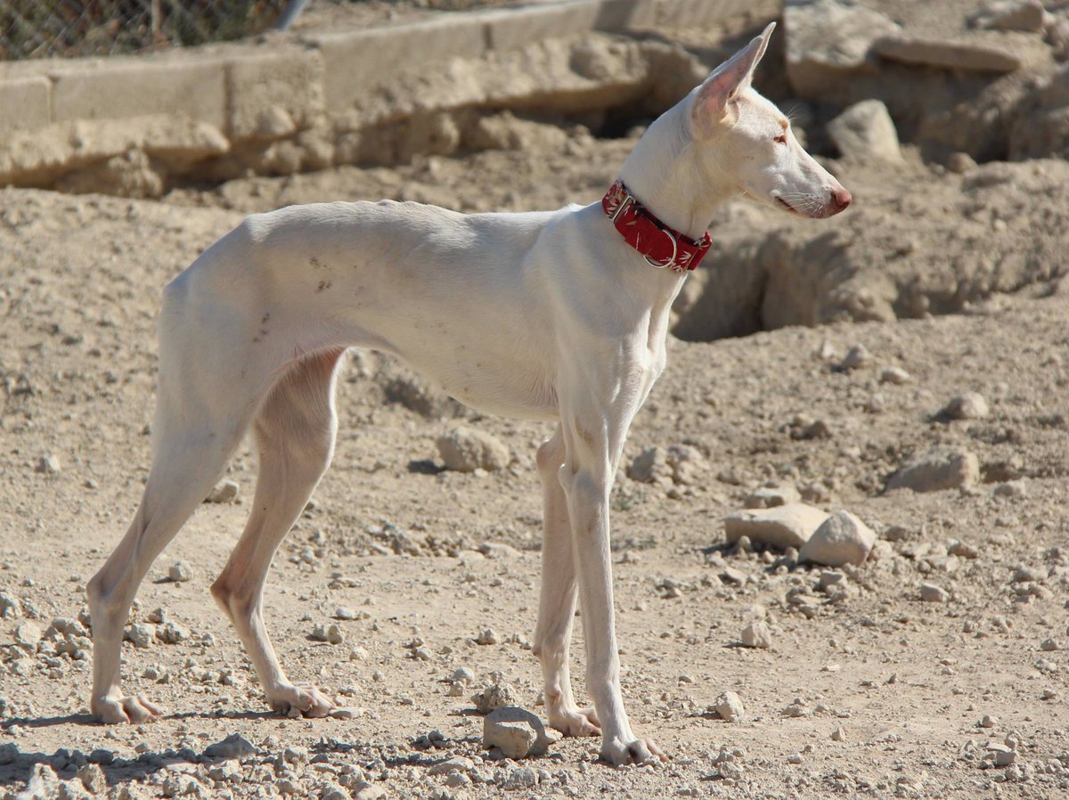 PodencoFriends's tweet photo. #new arrivals at the finca: Hermes handsome and friendly, and Luna, stunning and shy. More info on our #Facebook page http://t.co/sWKAWH3nPh